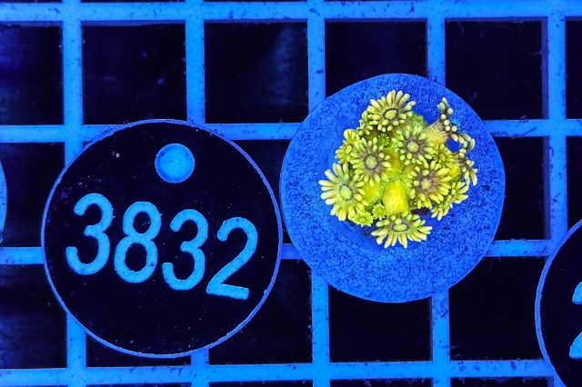 Goniopora - 38332_20