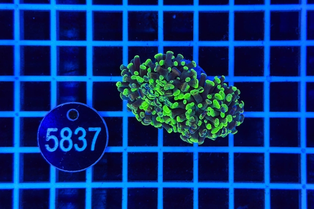 Euphyllia paraancora Euphyllia paraancora