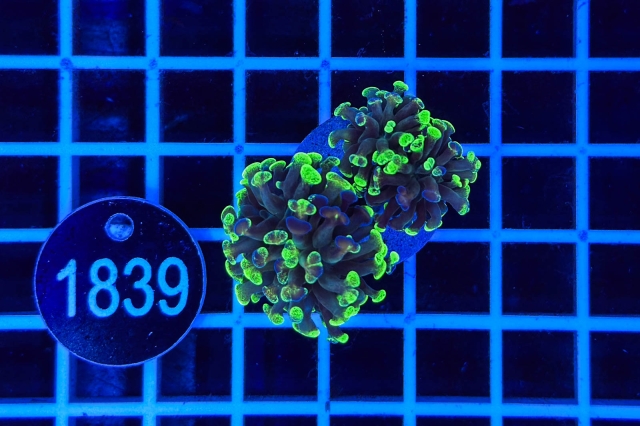 Euphyllia paraancora Euphyllia paraancora