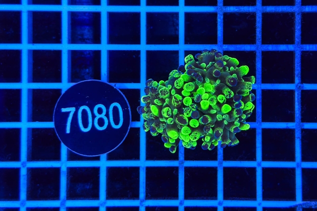 Euphyllia paraancora Euphyllia paraancora