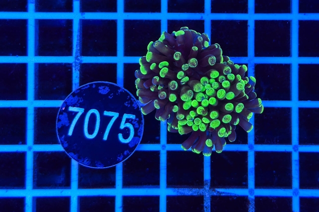 Euphyllia paraancora - 7075_21