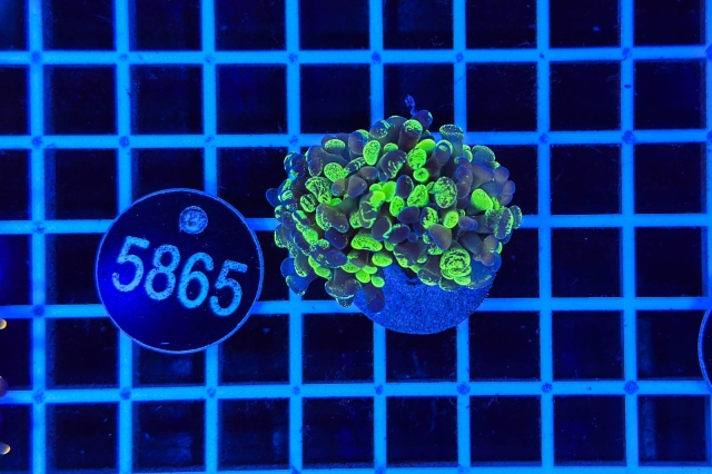 Euphyllia paraancora Euphyllia paraancora