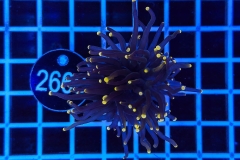 Euphyllia glabrescens