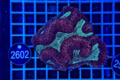 Symphyllia