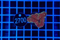 Lobophyllia