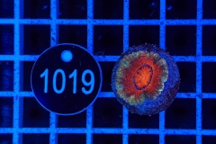 Acanthastrea lordhowensis