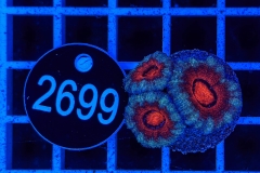 Acanthastrea lordhowensis