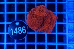 Montipora