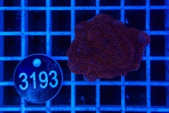 Montipora