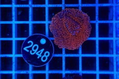 Montipora