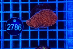 Montipora