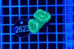 Caulastrea