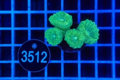 Caulastrea