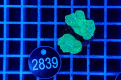 Caulastrea