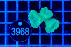 Caulastrea