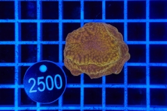 Montipora