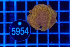 Montipora