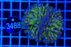 Euphyllia paraancora