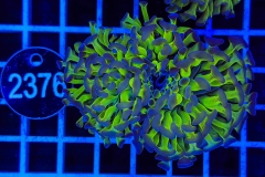 Euphyllia paraancora