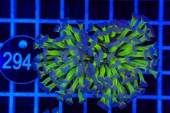 Euphyllia paraancora