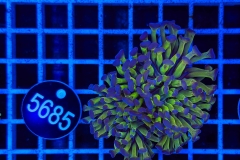 Euphyllia paraancora
