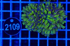 Euphyllia paraancora