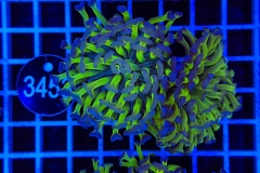 Euphyllia paraancora