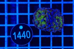 Euphyllia paraancora