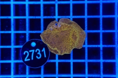 Montipora