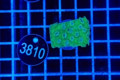 Turbinaria