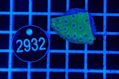 Turbinaria