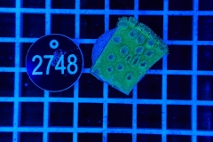 Turbinaria