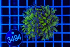 Euphyllia paraancora