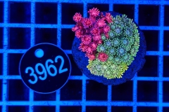 Goniopora Garden