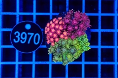 Goniopora Garden