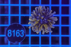 Euphyllia glabrescens Baby Tiger  Torch