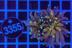 Euphyllia glabrescens Baby Tiger  Torch