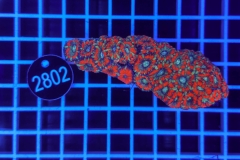 Acanthastrea lordhowensis