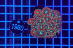 Acanthastrea lordhowensis