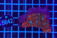 Acanthastrea lordhowensis