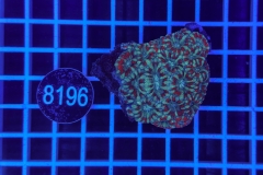 Acanthastrea lordhowensis