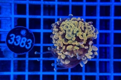 Euphyllia paraancora