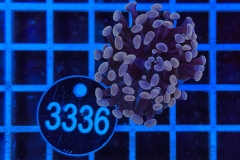 Euphyllia paraancora