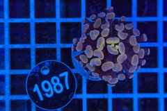 Euphyllia paraancora