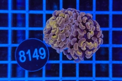 Euphyllia paraancora