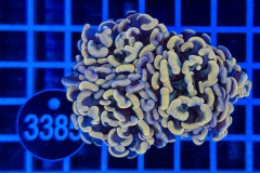 Euphyllia paraancora