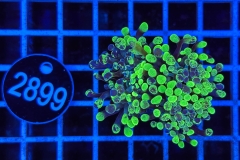 Euphyllia paraancora