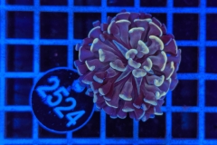 Euphyllia paraancora