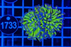 Euphyllia paraancora