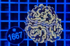 Euphyllia paraancora